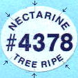 nectarine-1.jpg